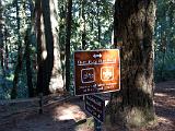 Muir Woods 004